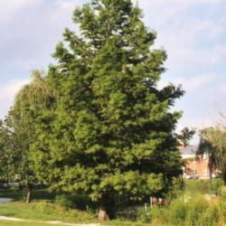 Location: Glen Ellyn, Illinois
Date: August 2000
lone maturing tree in summer