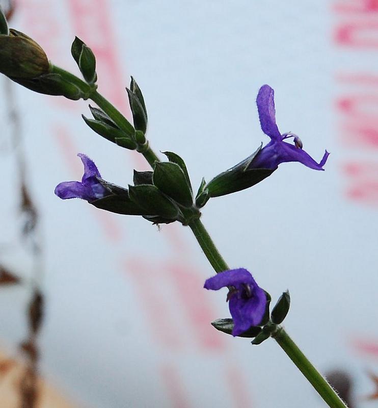 Photo of Blue Anise Sage (Salvia coerulea) uploaded by longk