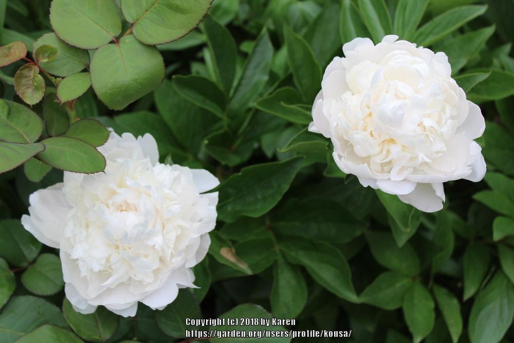 Photo of Peony (Paeonia lactiflora 'Baroness Schroeder') uploaded by kousa