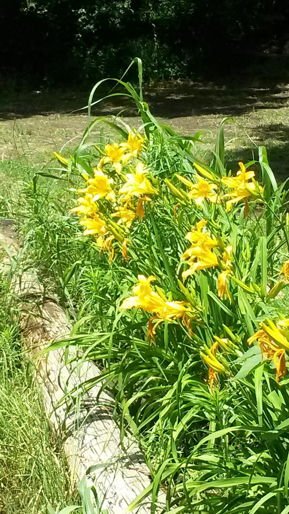Photo of Daylilies (Hemerocallis) uploaded by thomasjones2266