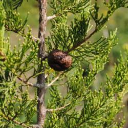 Location: Downingtown, Pennsylvania
Date: 2012-09-26
a rounded brown Cedar Rust gall