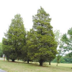 Location: near Reading, Pennsylvania
Date: 2012-07-20
two trees