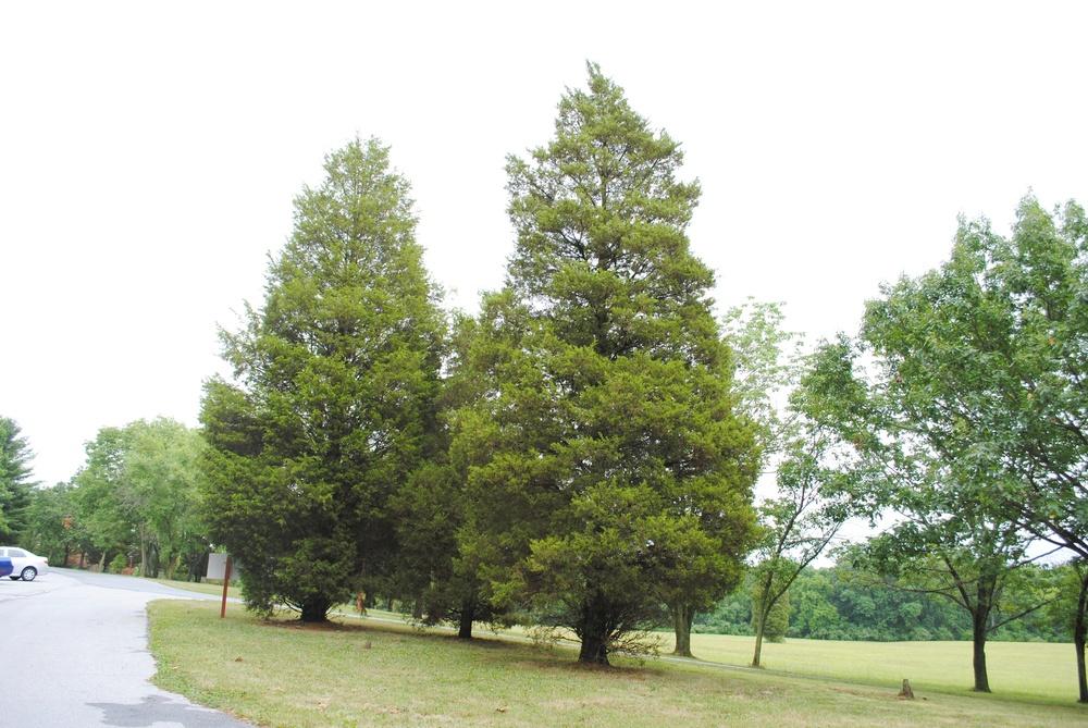 Photo of Eastern Red Cedar (Juniperus virginiana) uploaded by ILPARW