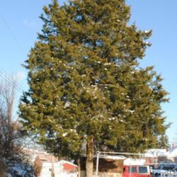 Location: Downingtown, Pennsylvania
Date: 2009-12-20
lone tree in yard
