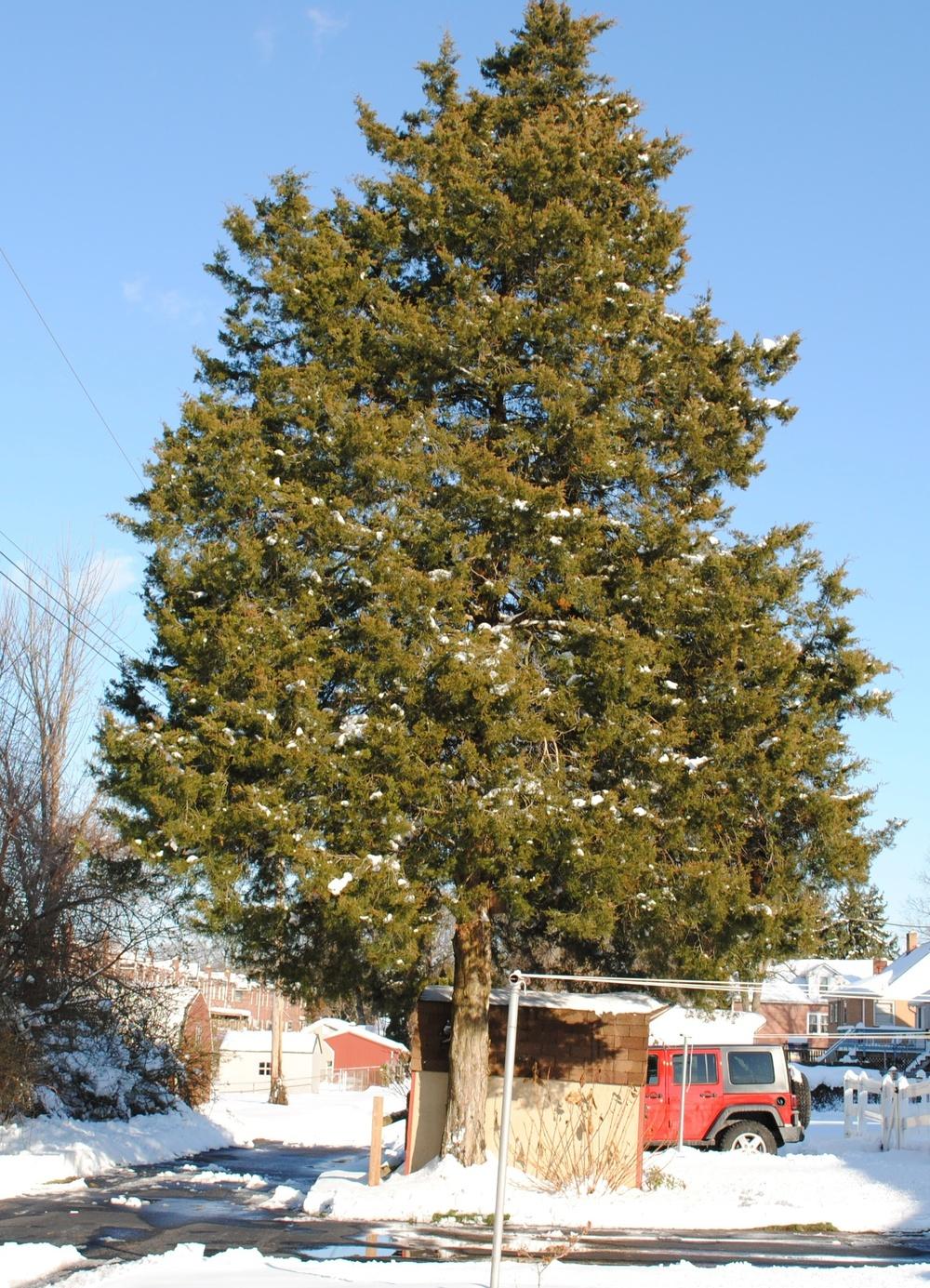 Photo of Eastern Red Cedar (Juniperus virginiana) uploaded by ILPARW