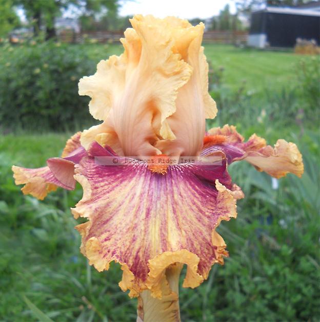 Photo of Tall Bearded Iris (Iris 'Italian Master') uploaded by TBMan