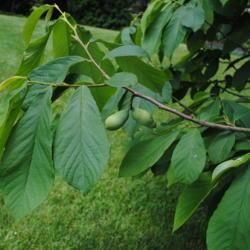 Location: Jenkins Arboretum in Berwyn, Pennsylvania
Date: 2014-06-22
two immature fruits and big leaves