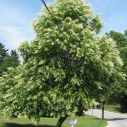 Location: West Chester, Pennsylvania
Date: 2008-07-10
mature tree in bloom