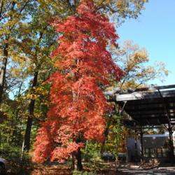 Location: Jenkins Arboretum in Berwyn, Pennsylvania
Date: 2012-10-21
tall narrow tree in fall color