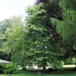 Location: Media, Pennsylvania
Date: 2013-07-05
mature tree in yard