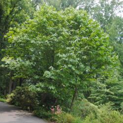 Location: Jenkins Arboretum in Berwyn, Pennsylvania
Date: 2014-06-22
mature tree along walkway