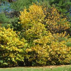 Location: Jenkins Arboretum in Berwyn, Pennsylvania
Date: 2014-10-26
plants in fall color