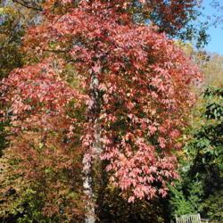 Location: Tyler Arboretum in southeast PA near Media
Date: 2011-11-02
red autumn color