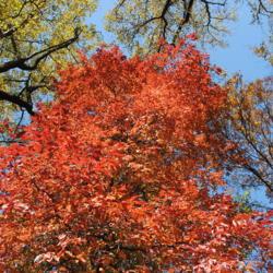 Location: Jenkins Arboretum in Berwyn, PA
Date: 2011-11-02
crown of tree in fall color