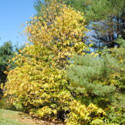 Location: Jenkins Arboretum in Berwyn, Pennsylvania
Date: 2014-10-26
tree in yellow autumn color