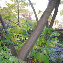 Location: Jenkins Arboretum in Berwyn, Pennsylvania
Date: 2012-10-21
trunks and bark