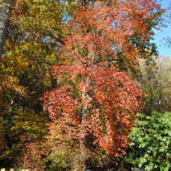 Location: Tyler Arboretum in southeast PA near Media
Date: 2010-10-28
full-grown tree in autumn color