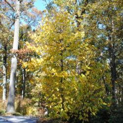 Location: Jenkins Arboretum in Berwyn, Pennsylvania
Date: 2012-10-21
full-grown tree in yellow fall color