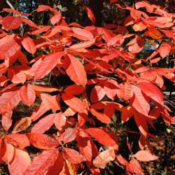 Location: Jenkins Arboretum in Berwyn, Pennsylvania
Date: 2012-10-21
autumn leaves