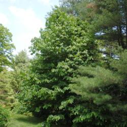 Location: Jenkins Arboretum in Berwyn, Pennsylvania
Date: 2014-06-22
mature tree in summer