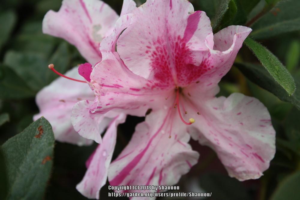 Photo of Azalea (Rhododendron Encore® Autumn Twist™) uploaded by Shannon