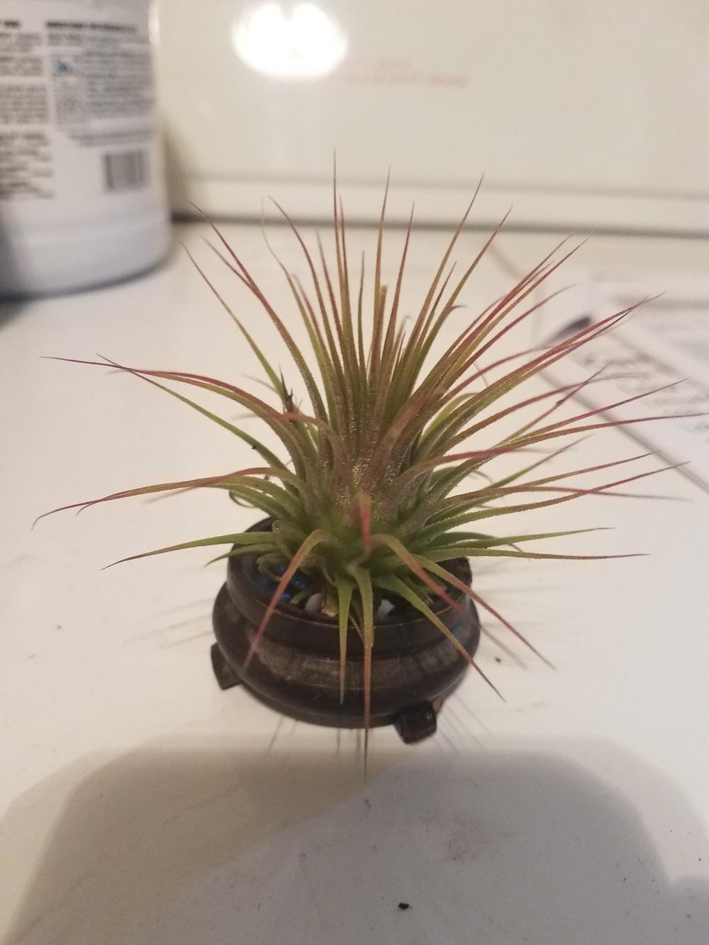 Photo of Air Plant (Tillandsia ionantha) uploaded by Sisgrigg