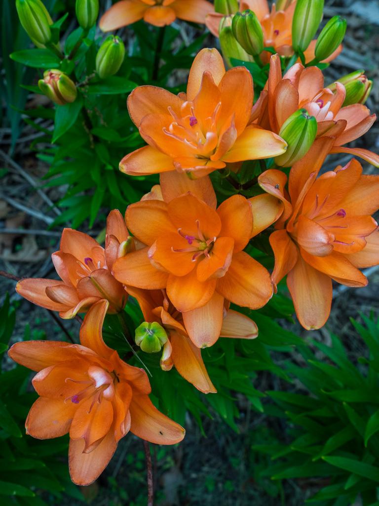 Photo of Dwarf Asiatic Lily (Lilium Lily Looks™ Tiny Double You) uploaded by frankrichards16