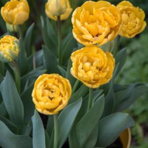 Tulipa yellow pompenette - (liliaceae) - double late group