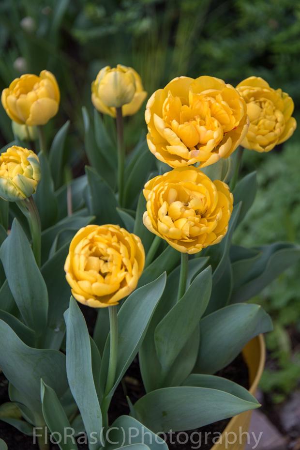 Photo of Double Late Tulip (Tulipa 'Yellow Pompenette') uploaded by FloRas