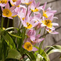 Location: Holland - home garden
Tulipa "Saxatilis" -  Miscellaneous group - botanical