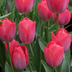 Location: Holland - home garden
Date: 2017-04-12
Tulipa - darwinhybrid group