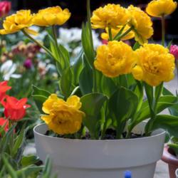 Location: Holland - home garden
Date: 2017-04-20
Tulips yellow pompenette - (liliaceae) - double late group