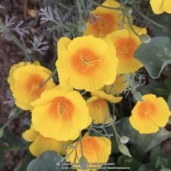 Location: Hamilton Square Garden, Historic City Cemetery, Sacramento CA.
Date: 2015-09-16
Blooms sooner and longer than our other Eschscholzia. Flower alwa