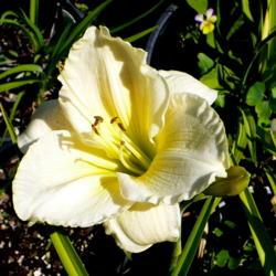 Location: Nora's Garden - Castlegar, B.C.
Date: 2013-07-24
 - Good substance to the petals, with a light ruffle at the edge.