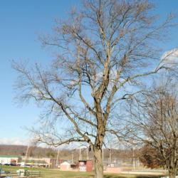 Location: Thorndale, Pennsylvania
Date: 2010-12-09
tree in church yard in winter