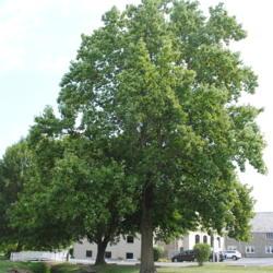 Location: Thorndale, Pennsylvania
Date: 2010-08-05
large tree in church yard in summer