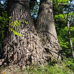 Location: Blinky Lee Land Preserve near Kimberton, PA
Date: 2015-08-15
huge trunks