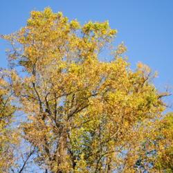 Location: Hibernia County Park in southeast Pennsylvania
Date: 2015-10-23
golden fall color of tree top