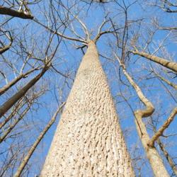 Location: Marsh Creek Lake Park in southeast PA
Date: 2018-01-18
looking up trunk