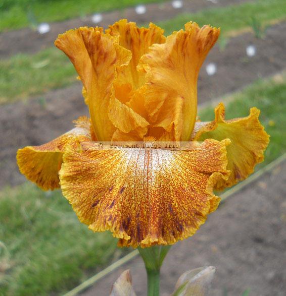 Photo of Tall Bearded Iris (Iris 'Florentine Gold') uploaded by TBMan