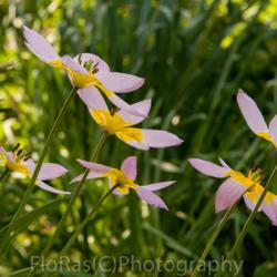 Location: The Netherlands - home garden
Date: 2017-05-11
Tulips Saxatilis -  Miscellaneous group - botanical