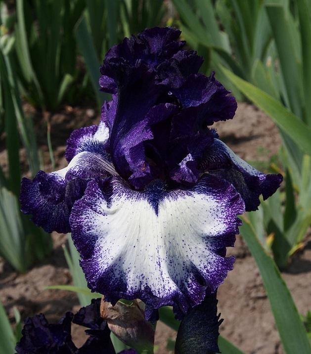 Photo of Tall Bearded Iris (Iris 'Grapetizer') uploaded by IaninaUkr