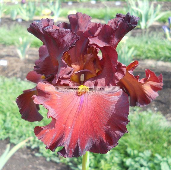 Photo of Tall Bearded Iris (Iris 'Grateful Red') uploaded by TBMan