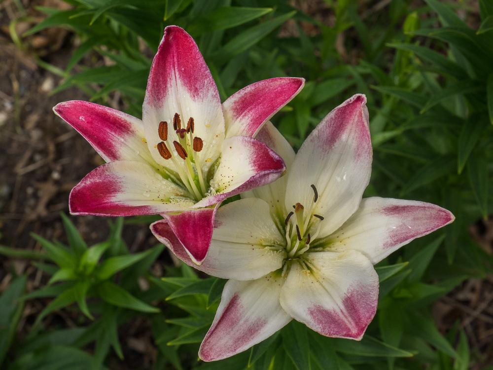 Photo of Lily (Lilium 'Lollypop') uploaded by frankrichards16