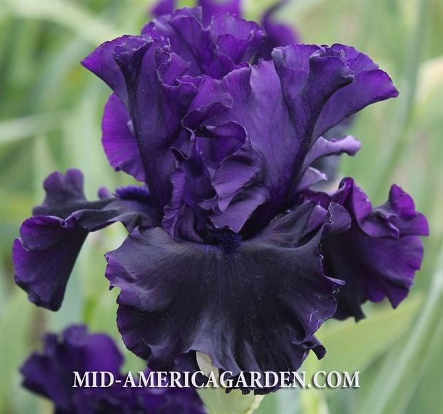 Photo of Tall Bearded Iris (Iris 'Black Lipstick') uploaded by Calif_Sue