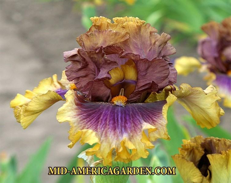 Photo of Tall Bearded Iris (Iris 'Big Band') uploaded by Calif_Sue