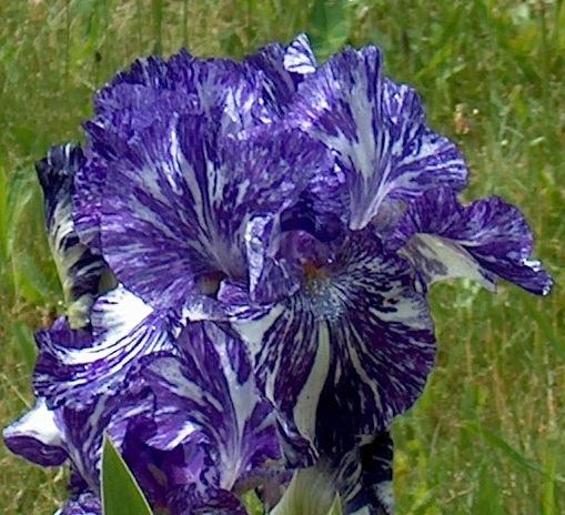 Photo of Border Bearded Iris (Iris 'Batik') uploaded by HemNorth