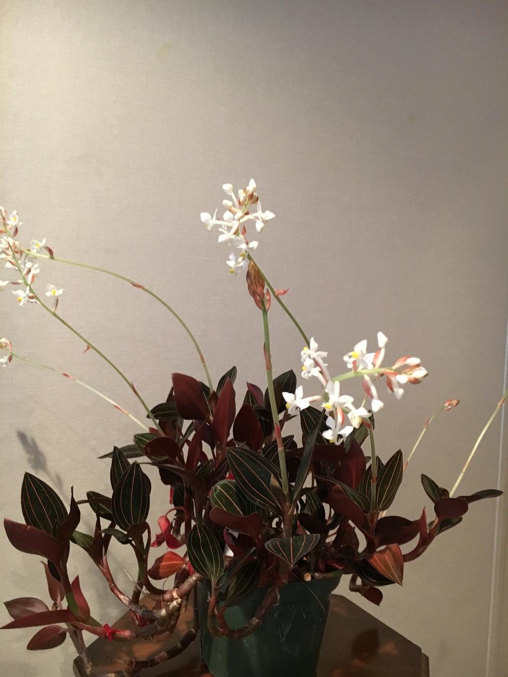 Photo of Jewel Orchid (Ludisia discolor) uploaded by Lucichar
