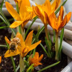 Location: Holland - home garden
Date: 2015-03-10
Crocus "Orange Monarch"