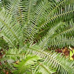 Location: Riverview, Robson, B.C. 
Date: 2007-10-23
 - From the inner core and up - healthy, shiny, mature fronds are